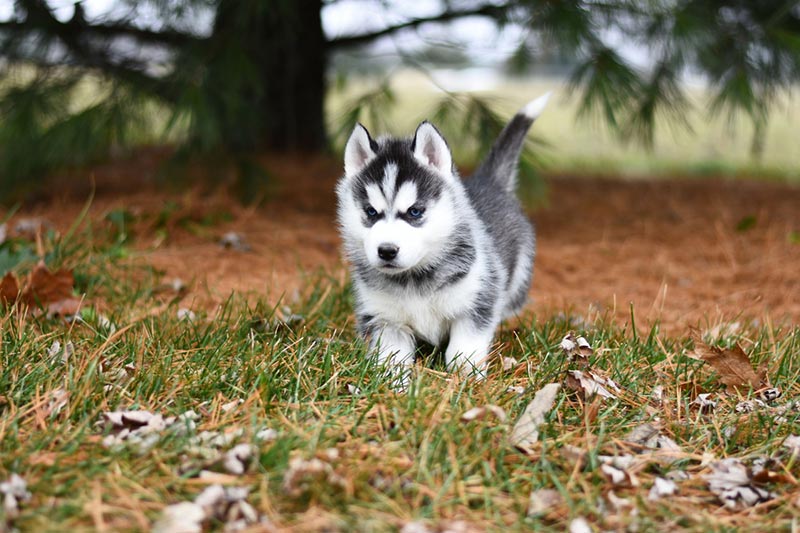 Chó Husky sở hữu ngoại hình đẹp cùng đôi mắt thu hút