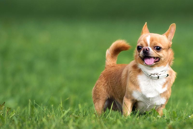 Chó cảnh Chihuahua nhỏ nhắn, thông minh