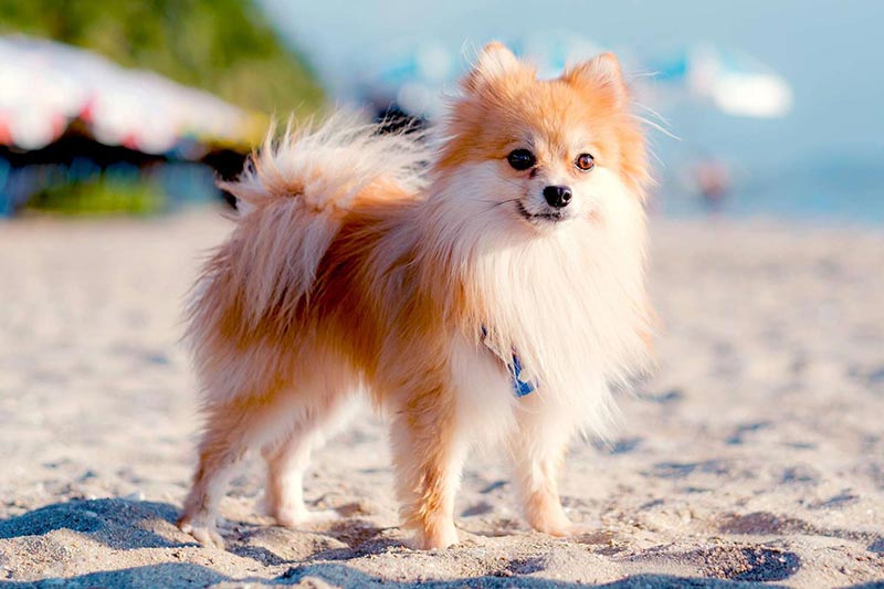 Chó Pomeranian (Chó Phốc sóc) có hình dáng nhỏ xinh, thân thiện.