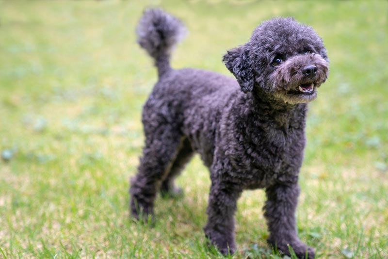 Bộ lông chó Poodle đen có thể chuyển sang màu xám xanh khi đến tuổi trưởng thành