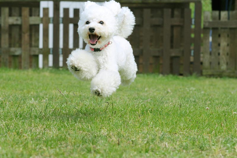 Chó Poodle trắng thích nô đùa, ưa vận động