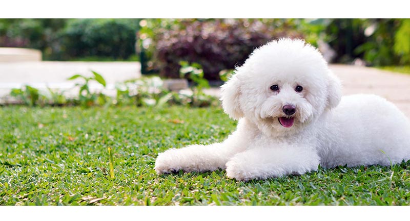 Chó Poodle lông màu trắng sang chảnh