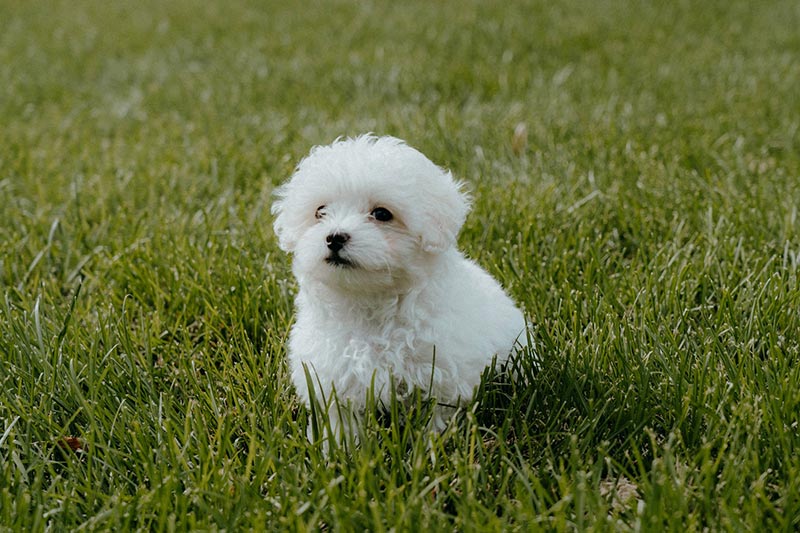 Giống chó Teacup Poodle trắng nhỏ nhắn được nhiều gia đình săn đón