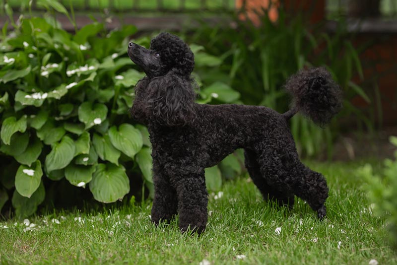Chó Poodle đen với bộ lông được cắt tỉa cầu kỳ