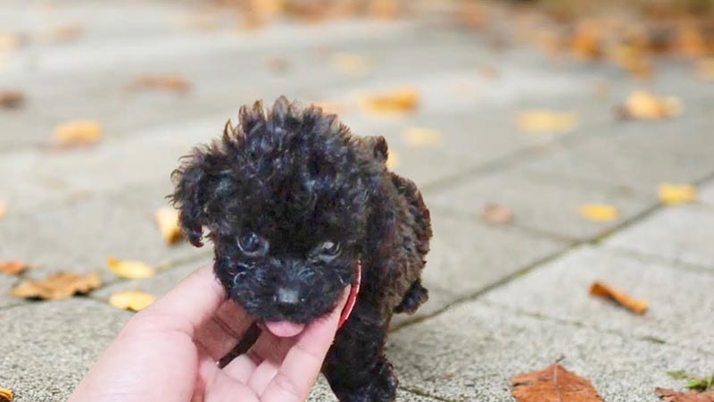 Chó Poodle đen 2 tháng tuổi đủ điều kiện xuất chuồng