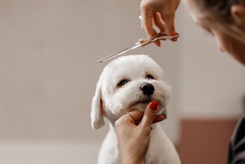 Thường xuyên cắt tỉa lông cho chó Poodle trắng