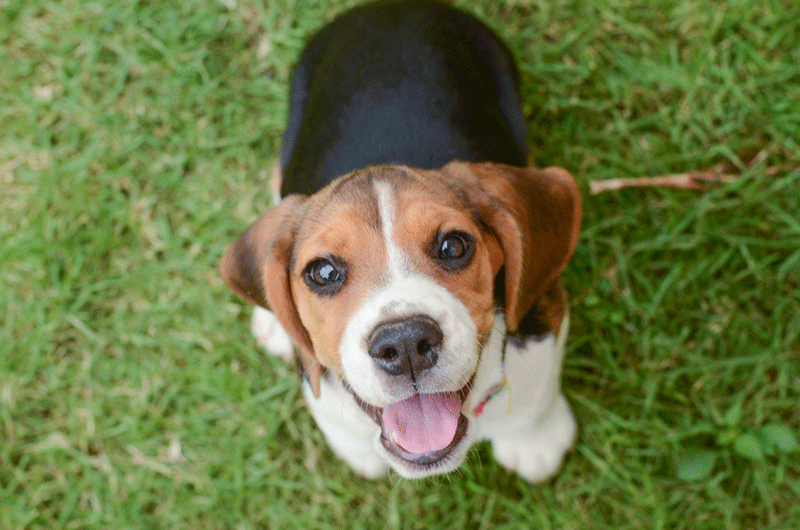 Chó Beagle tai dài có khả năng di chuyển cực nhanh