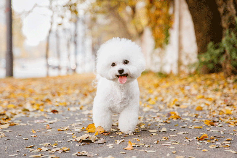 Chó Bichon Frise với bộ lông xoăn trắng như tuyết