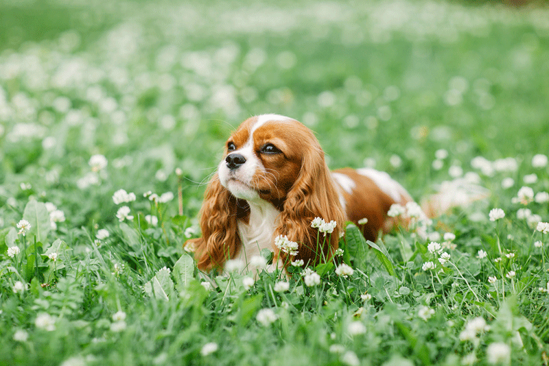 Chó tai dài Cavalier King Charles Spaniel là giống chó quý tộc