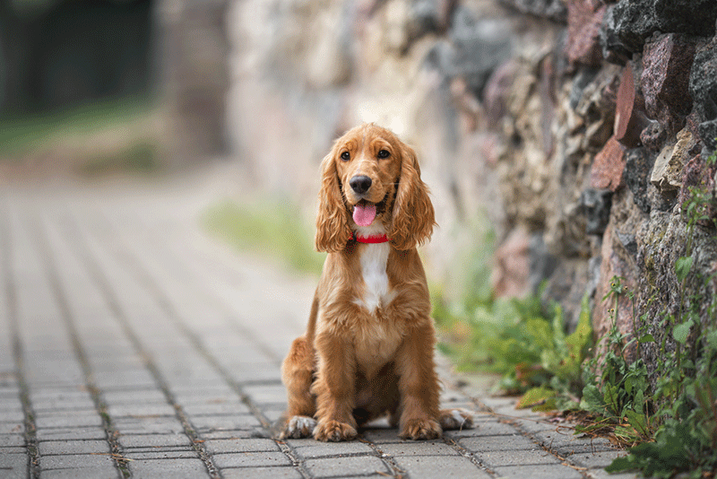 Chó Cocker Spaniel tai dài luôn vui vẻ và thân thiện