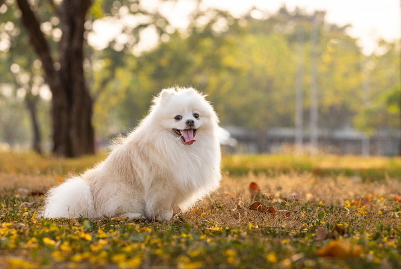 Chó Nhật đuôi cuộn sở hữu bộ lông dày, mịn, bồng bềnh