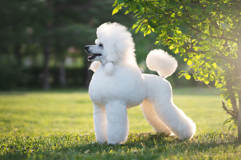 Chó Poodle tai dài,lông xù sở hữu vẻ ngoài xinh đẹp