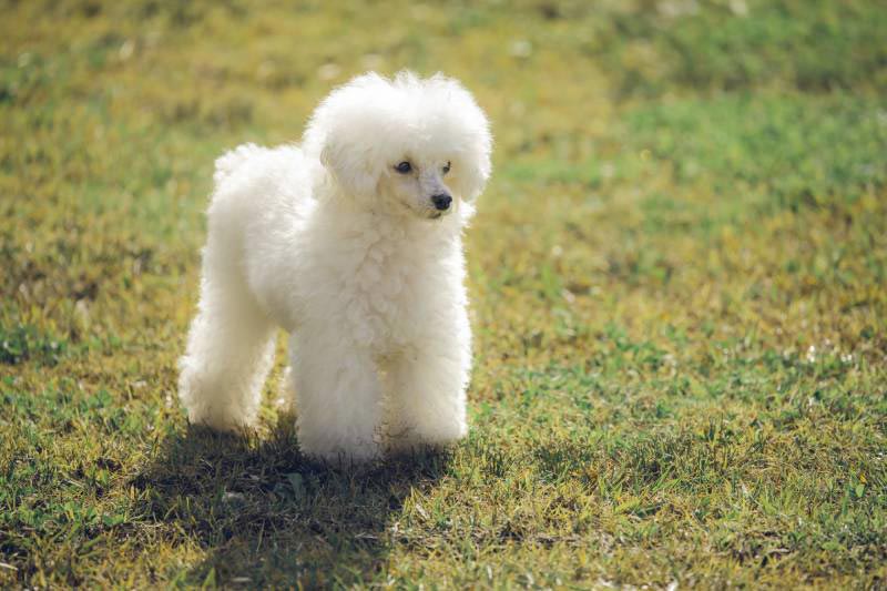 Chó Poodle trắng với bộ lông được cắt tỉa cầu kỳ