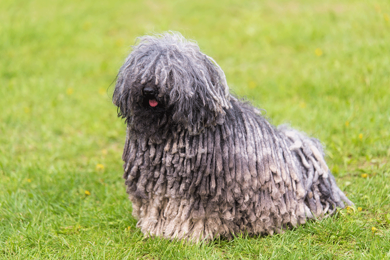Chó Puli sở hữu bộ lông xoăn dày, sợi lông bện chặt vào nhau
