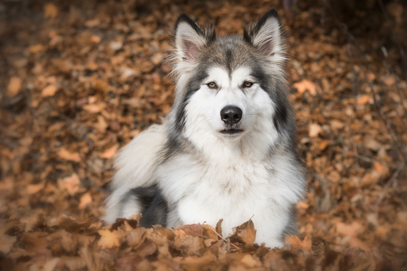 Chó lai sói là giống chó lai tạo giữa chó nhà và chó sói hoang dã