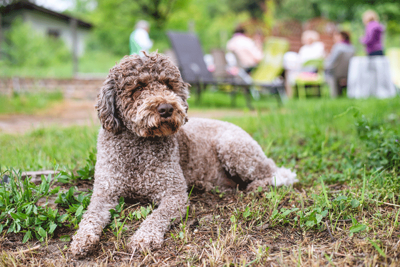 Chó lông xoăn Lagotto Romagnolo được huấn luyện để tìm kiếm nấm cục