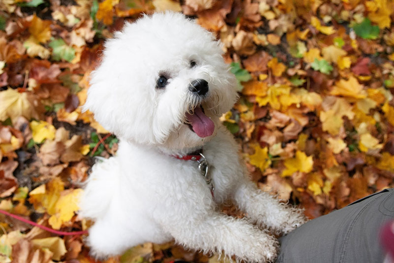 Chó lông xù trắng Bichon Frise vui vẻ và lịch sự