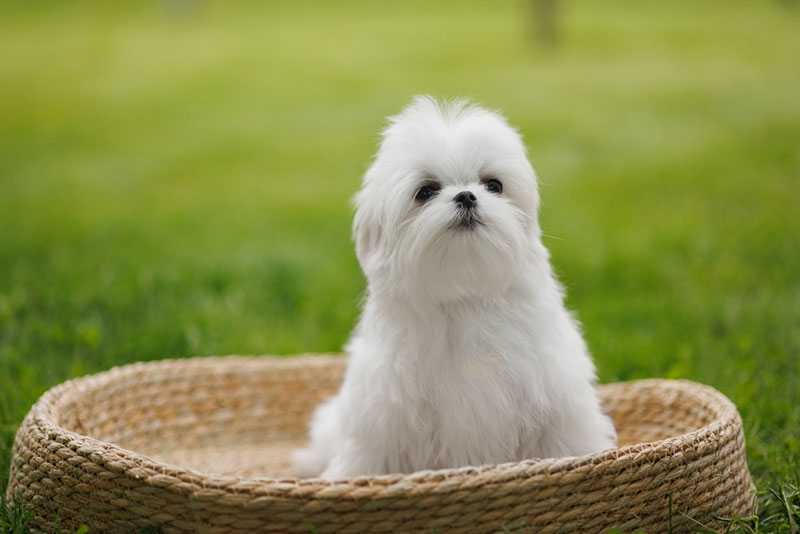 Chó lông xù trắng Maltese sở hữu vẻ đẹp cực kỳ sang chảnh