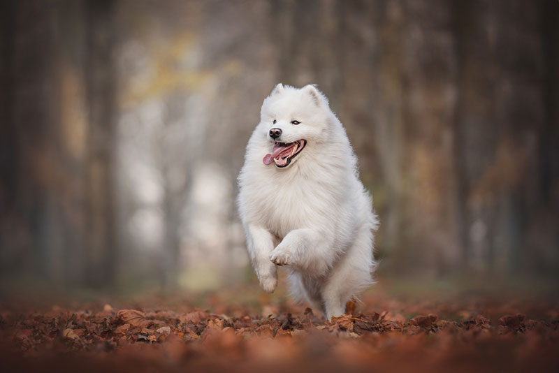 Chó lông xù trắng Samoyed tinh nghịch và thân thiện