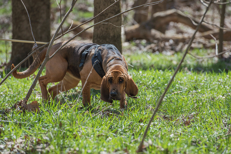 Chó mặt nhăn Bloodhound với khả năng đánh hơi nhạy bén
