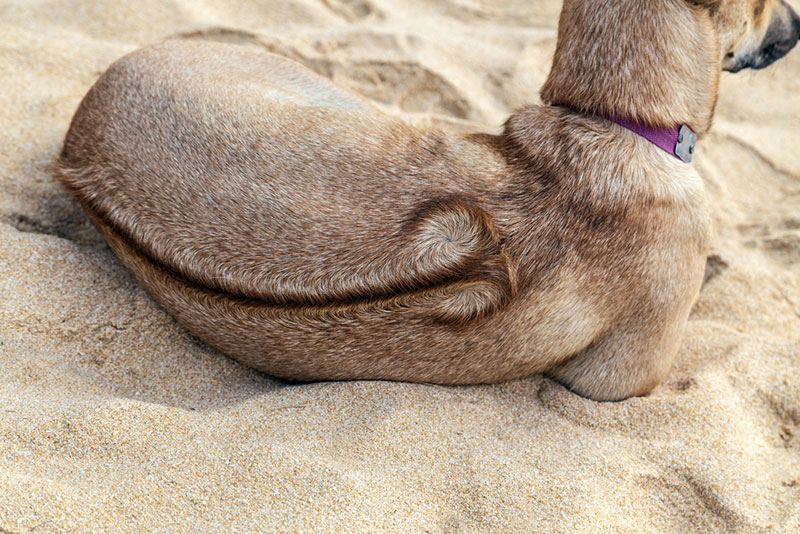 Chó Phú Quốc thuần chủng có xoáy lông trên lưng