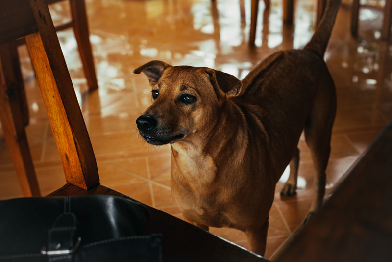 Chó Phú Quốc lai có bộ lông dài mượt hơn so với chó Phú Quốc thuần chủng