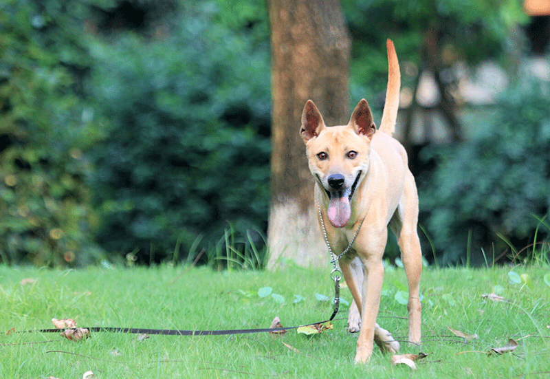 Chó Phú Quốc có thân hình săn chắc