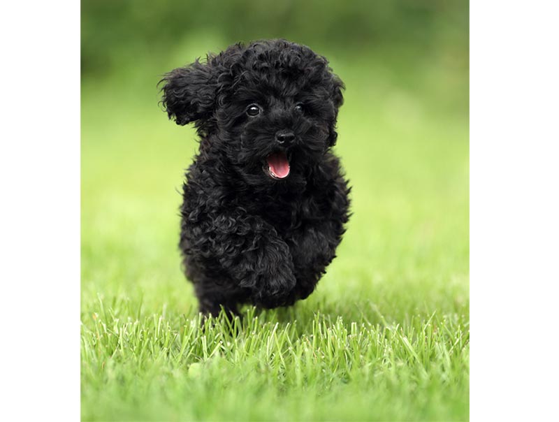 Poodle lông màu đen là giống chó ưa thích vận động