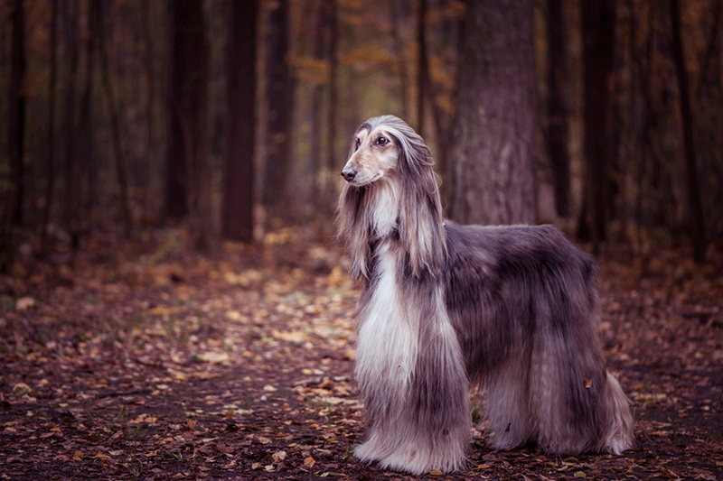 Chó săn Afghan hound sở hữu đôi tai dài mượt
