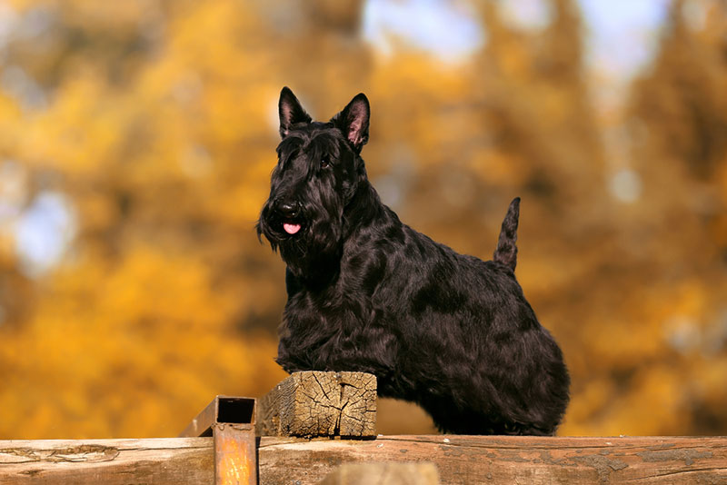 Chó sục lùn Scottish Terrier