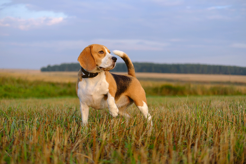 Chó săn tai cụp Beagle ưa chạy nhảy ngoài trời