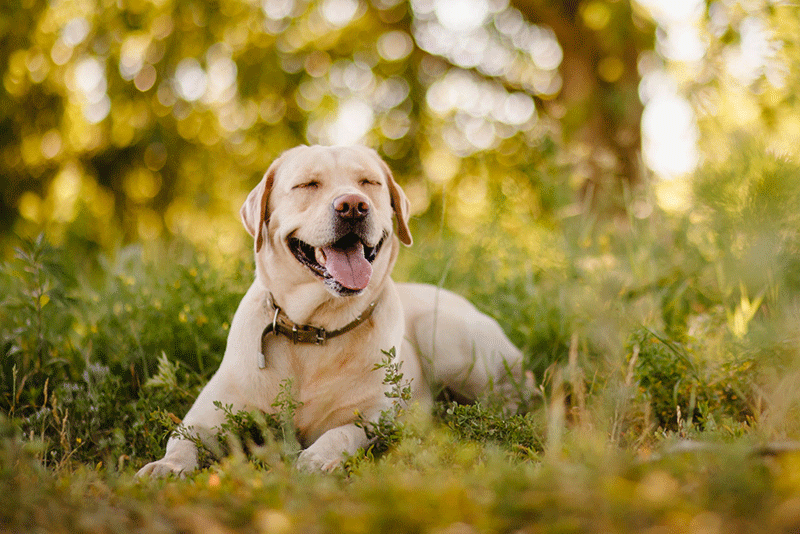 Chó tai cụp Labrador Retrive nổi bật với bộ lông dày và ngắn mịn