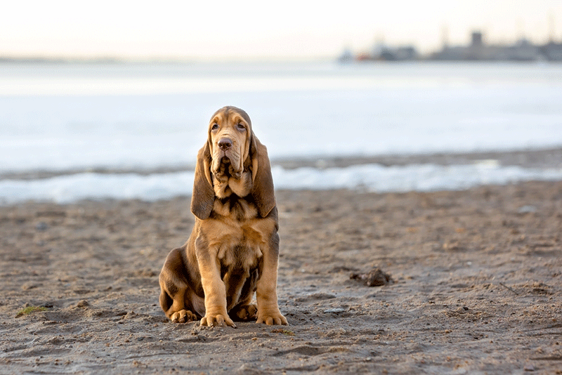 Chó tai dài Bloodhound có khứu giác nhạy bén