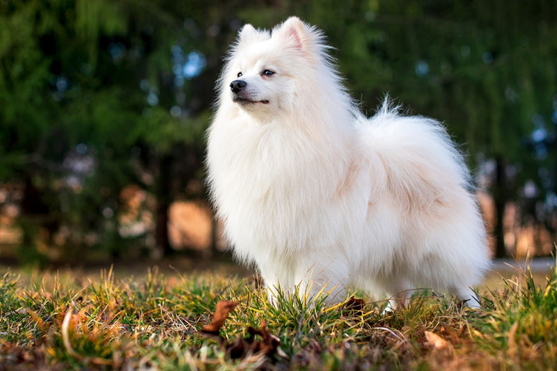 Chó lông xù trắng với ngoại hình đáng yêu