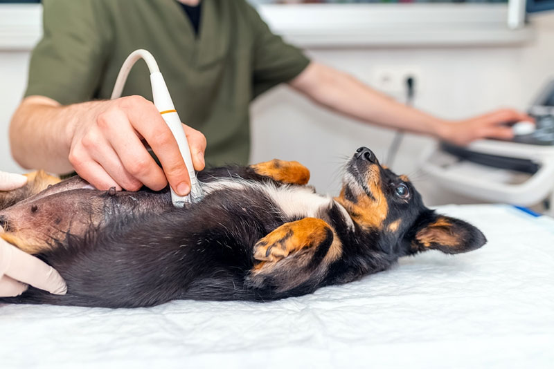 Nhận biết chó mang thai bằng phương pháp siêu âm