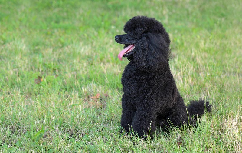 Huấn luyện chó Poodle đen từ những bài tập cơ bản: ngồi, bắt tay...