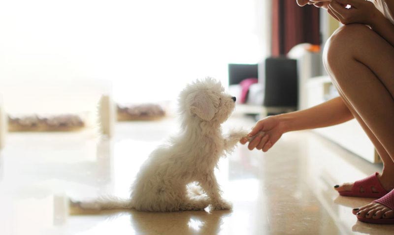 Nên huấn luyện chó Poodle trắng từ 2 tháng tuổi