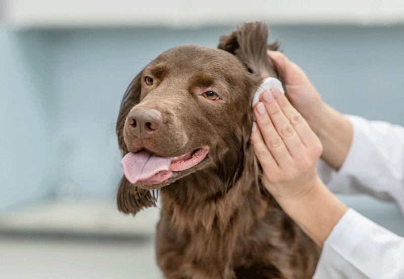 Vệ sinh thường xuyên đôi tai chó để tai khỏe mạnh