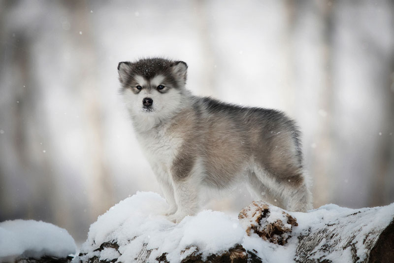 Chó Alaska thuần chủng