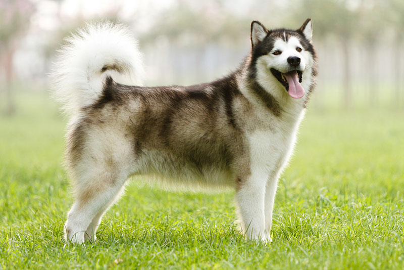 Alaska là giống chó sống ở nơi có khí hậu mát mẻ