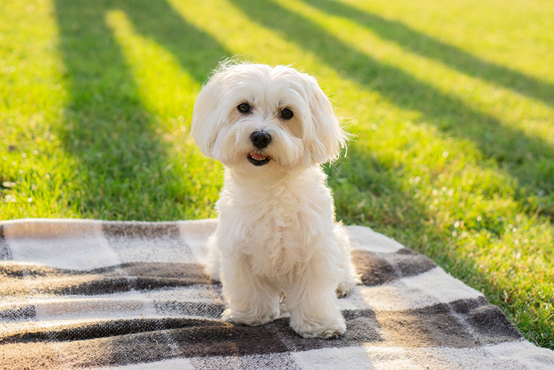 Chó Maltese là giống chó cần được yêu thương và nâng niu