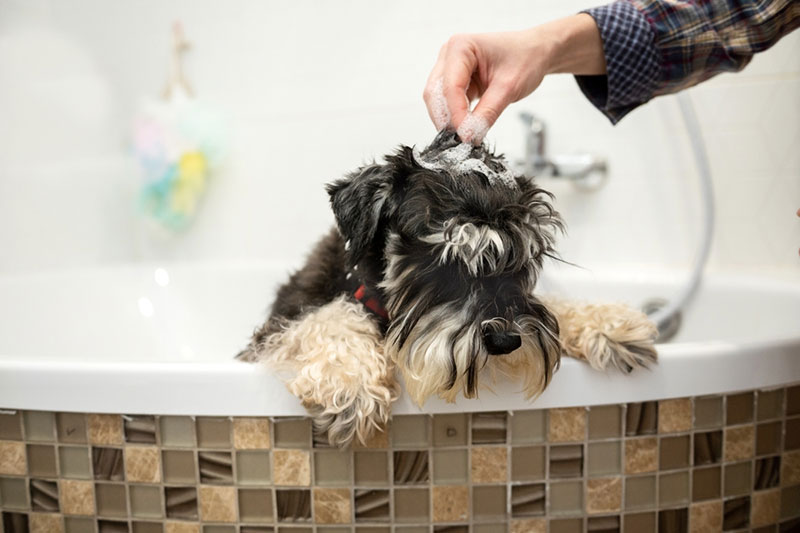 Chó Schnauzer cần được tắm rửa thường xuyên