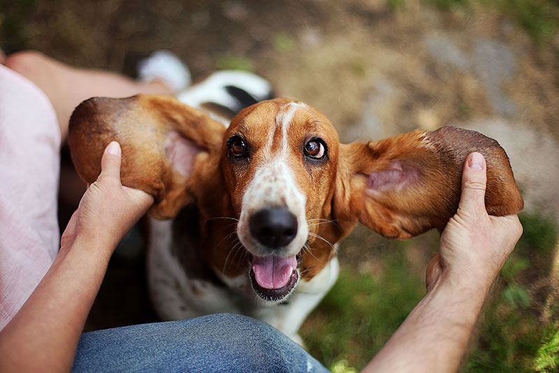 Chó Basset Hound là người bạn hỗ trợ điều trị bệnh tâm lý ở con người