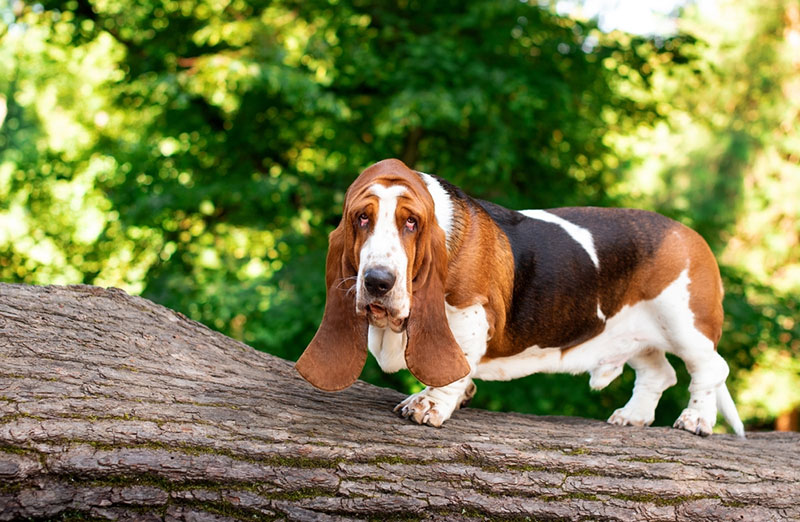 Chó Basset Hound là giống chó săn tai dài, chân lùn