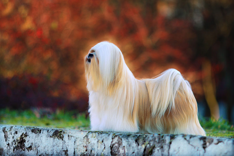 Chó Lhasa Apso Trung Quốc mang vẻ đẹp vương giả