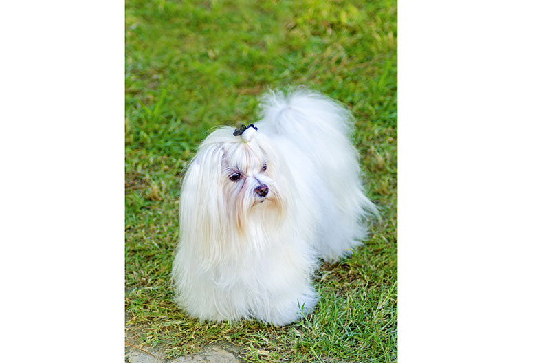 Bộ lông của chó Maltese đòi hỏi sự chăm sóc cầu kỳ