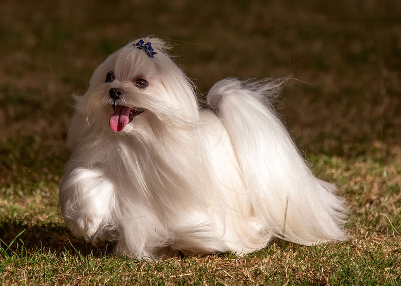 Chó Maltese sở hữu bộ lông dài thượt