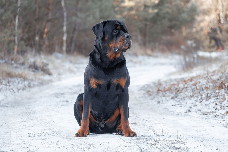 Chó Rottweiler dòng đại trưởng thành có mức giá bán khá cao