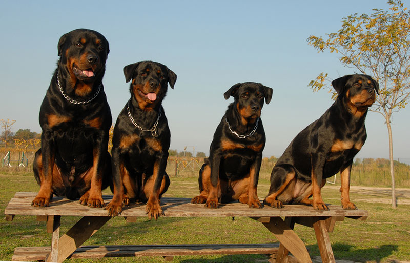 Những chú chó Rottweiler dòng đại có thân hình săn chắc