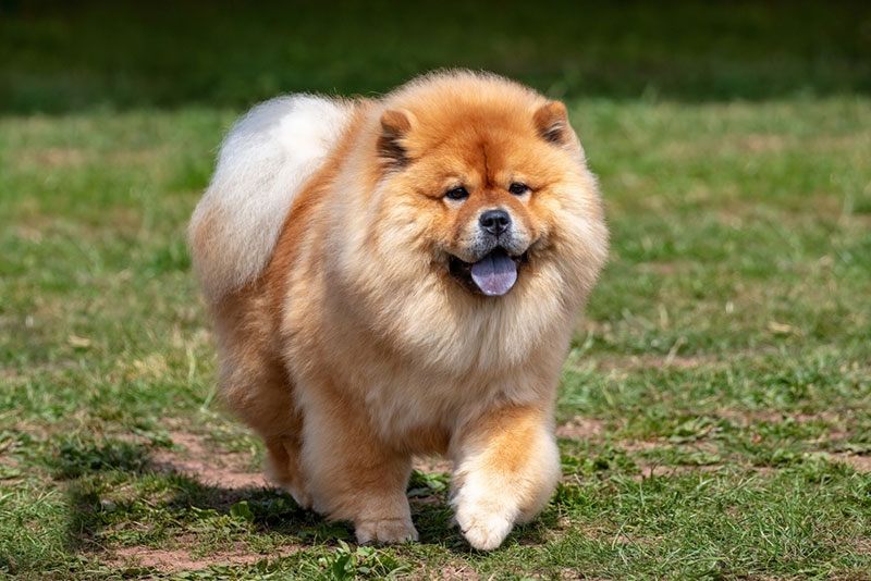 Chó Chow Chow Trung Quốc nổi bật với chiếc lưỡi màu tím